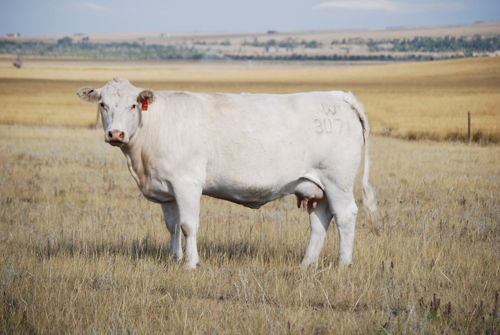 charolais cow for sale